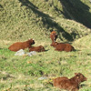 vaches au Puy de Sancy