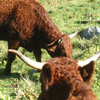 vaches au Puy de Sancy