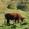 vaches au Puy de Sancy