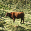 vaches au Puy de Sancy