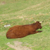 vaches au Puy de Sancy