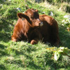 vaches au Puy de Sancy