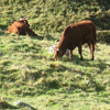 vaches au Puy de Sancy