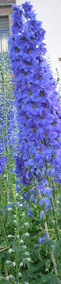 fleur de Delphinium